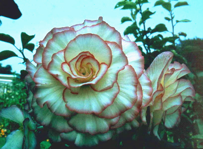 B. ‘Masquerade’